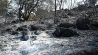 Qué son los intereses cinegéticos que están detrás de algunos incendios forestales