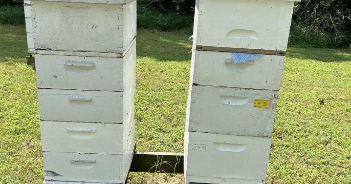 Here's the buzz on beehive distribution program