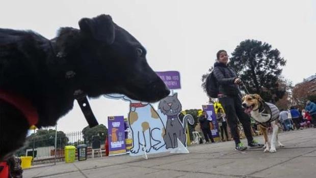Alarma en los vecinos de Belgrano y Las Cañitas por el envenenamiento de mascotas