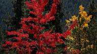 USA TODAY names Lake Tahoe among nominees for best fall colors
