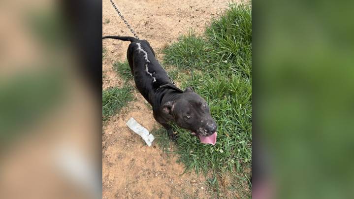 Over 30 dogs rescued in Greenville dog fight investigation