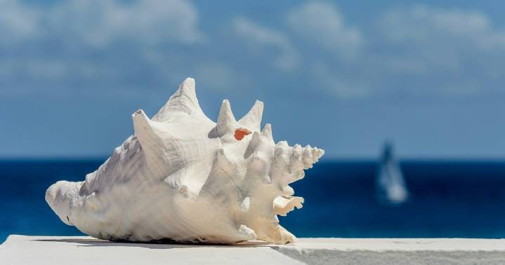 'Conch Blowing' May Help Those With Sleep Apnoea