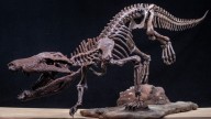 Un equipo del Conicet halló restos de un cocodrilo que convivió con los últimos dinosaurios en la Patagonia