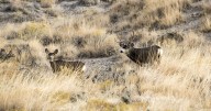 DWR installs wildlife exclusion fencing in Box Elder County to keep deer off I