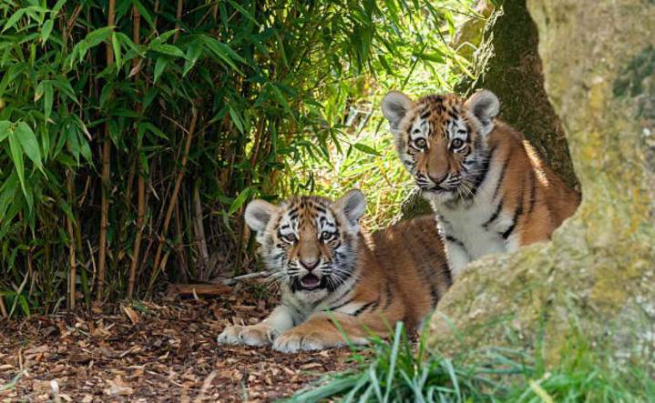 Zoológico de Alemania sacrifica a cachorros de tigre siberiano; estos felinos están en riesgo de extinción