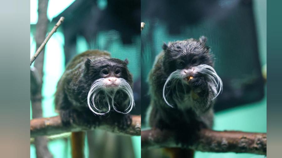 CMZoo welcomes adorable bearded emperor tamarin sisters