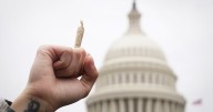 MAGA Freaks Out Over Donald Trump’s Plot to Reclassify Weed