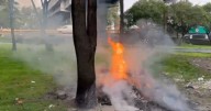 VIDEO | Incendio bajo puente en CDMX: Policía y bomberos acuden a sofocarlo