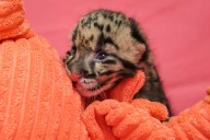 Rare Clouded Leopard Cub Born at Nashville Zoo, Will Be Hand