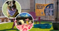 Henderson waives pet adoption fees for residents through September 1
