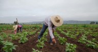 Productores informan sobre la disminución en las ventas de frutas y hortalizas debido a la reducción del consumo