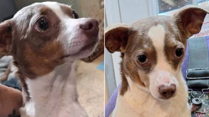 Tears As Missing Dog Miraculously Appears At Alabama Shelter Where Her Owner Works