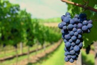 Vino, gastronomía y paisajes: cuál es la escapada cordobesa que no es tan conocida y podés disfrutar