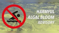 Harmful algal bloom advisory issued in Mattocks Park Pond, Lake June in Arkansas