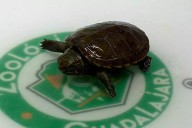 "Mijaga": la tortuga casquito más pequeña del mundo que nació en el zoológico de Guadalajara