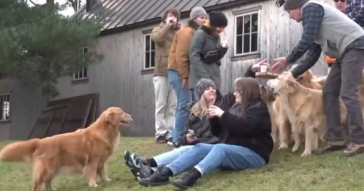 Golden Retriever owners invited to audition for 'Air Bud Returns' in 2025