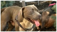 Pit bull guía a un hombre hasta sus dueños y les salva la vida en Pensilvania, E.U.