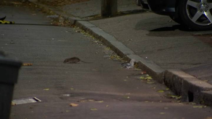 Boston rat problem: Could a rat czar help?