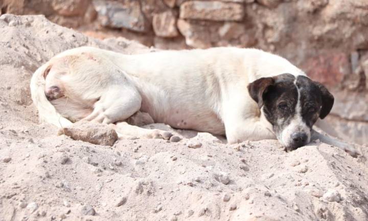 FGESLP mantiene investigaciones por maltrato animal