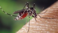 El secreto de un experto en naturaleza: la forma definitiva de combatir las picaduras de mosquitos