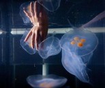 'Cyborg jellyfish' could aid in deep-sea research, inspire next