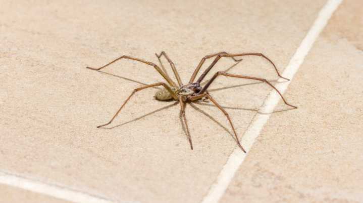 The Top 10 Most Common Spiders You May See In Your Home And What To Do About It