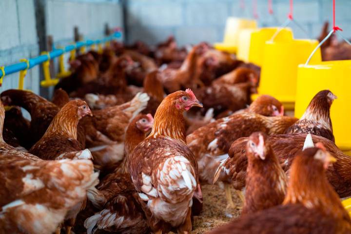 Gripe aviar en Arrecifes: un ave ajena a la cadena productiva es el primer caso detectado
