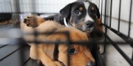 Oconee Co. animal shelter reports kennels full, homes for dogs ‘urgently’ needed
