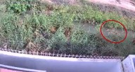 Arequipa: Detectan iguana gigante en canal de regadío de Camaná (VIDEO)