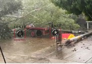 Tragedia en San Antonio de Getuchá, un hombre murió por caída de un árbol en el centro de la población