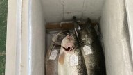 New Salmon, Brown Trout Leader In Owen Sound Salmon Spectacular