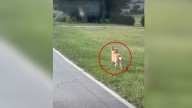 Lonely Dog From Georgia Ran After A Daycare Bus Hoping Someone Would Take Him Home