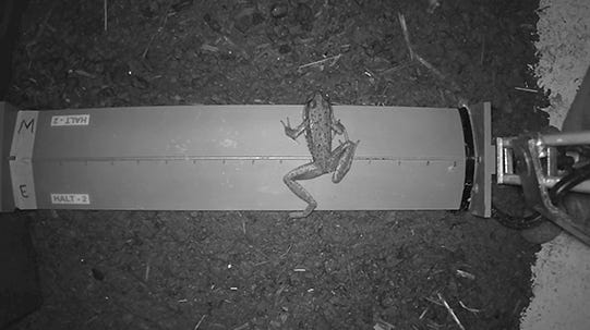 Oregon's newest wildlife crossing is latest in a growing movement