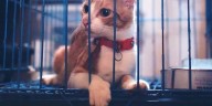 State orders Pasquotank County animal shelter to cease and desist due to welfare concerns