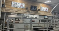 Emporia Livestock Sales see soaring prices