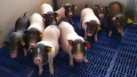 El primer trasplante de un pulmón animal en el pecho de una persona funciona durante nueve días