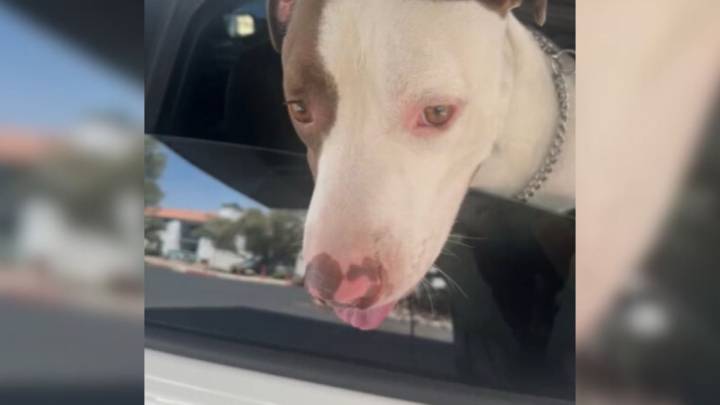 Nevada Dog Lost For Days Brings Tears With Emotional Reaction To Hearing His Name