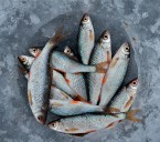 ¡Alarma en el Guaviare! Peces con mercurio en la Amazonía