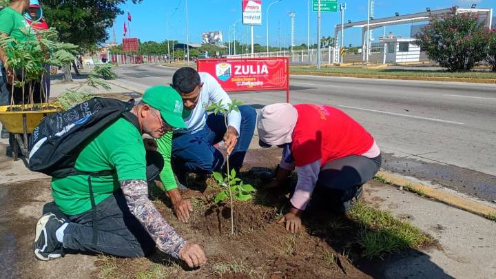 La Gobernación planta árboles autóctonos en el corredor vial La Limpia, de Maracaibo