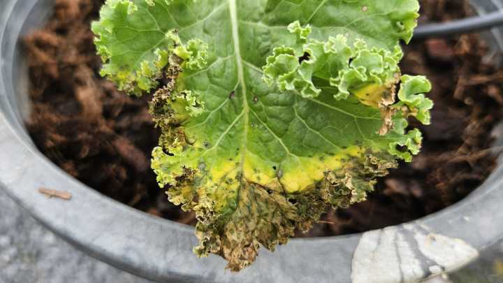 Why Your Kale Plant Has Yellow, Droopy Leaves (& How To Prevent It)