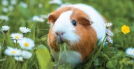 Texas 18-Year-Old Burying Pet Guinea Pig Shot By Neighbor: Police