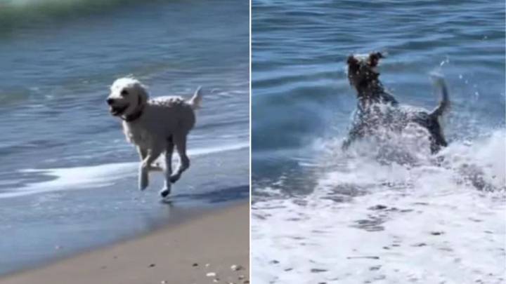 North Carolina Owner Notices Her Dog Staring At The Sea, Soon Realizes Why