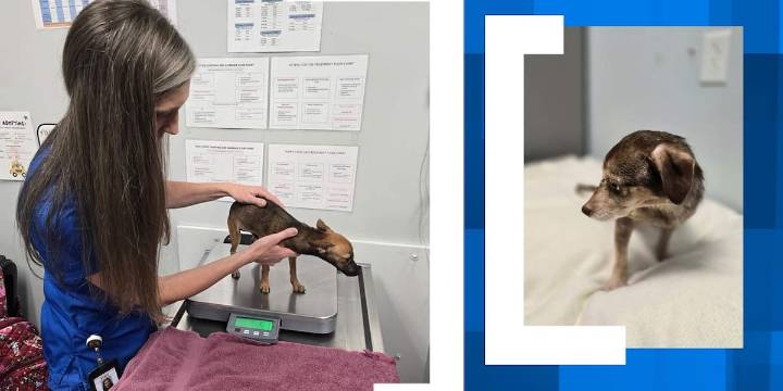 18 dogs abandoned near Goose Creek intersection, $2,500 reward for information