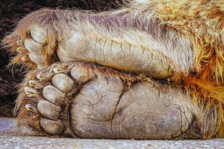 10 Famous Texas Bigfoot Sightings That’ll Give You Chills