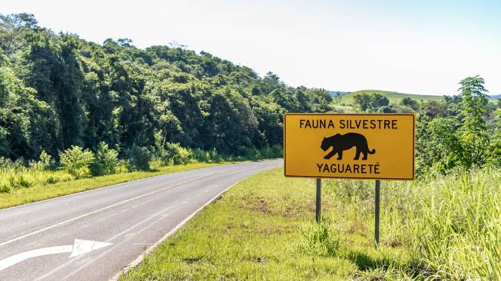 “No se anticipó”. El peligro invisible que amenaza a los animales silvestres a lo largo del territorio nacional