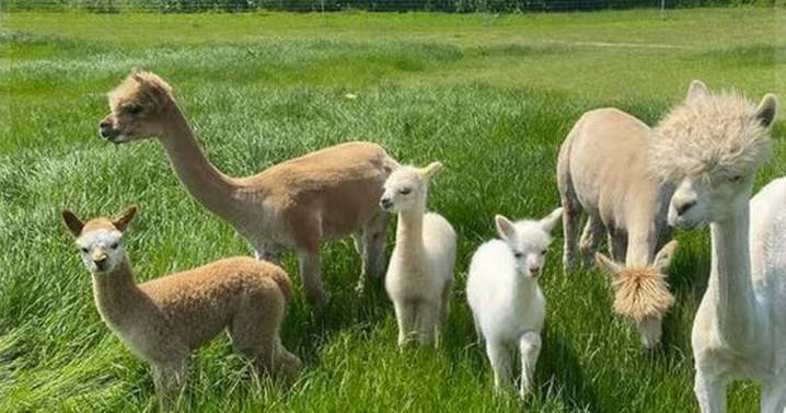 The 'cute' baby alpacas you can hand feed at 'tranquil' farm near Birmingham