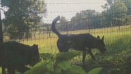 Dogs released after lack of evidence in North Texas man's fatal attack