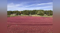Massachusetts cranberry bogs are being given a second life as vibrant wetlands