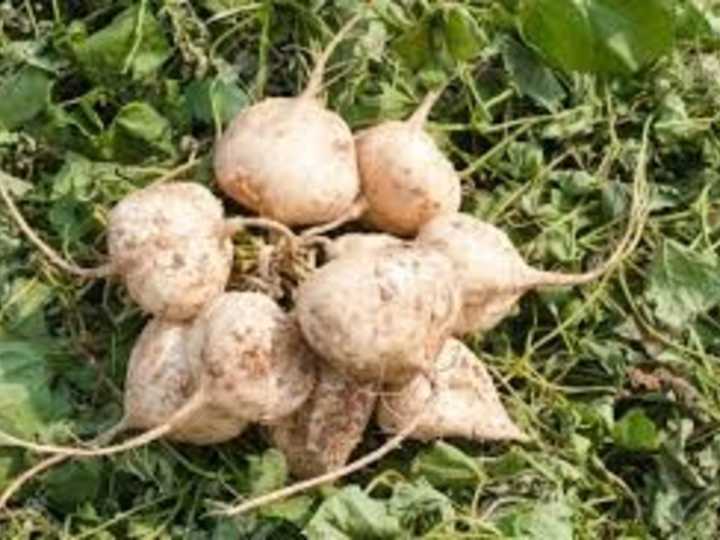 Cuáles son las propiedades curativas de la jícama