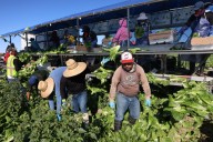 Are tariffs to blame for 38% spike in wholesale vegetable prices? Experts weigh in